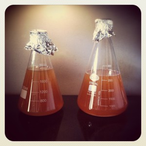 Erlenmeyer Flask Starters