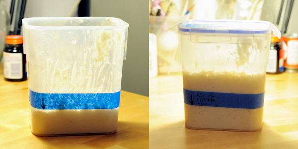Once fed, your sourdough starter should double in size. On the left was taken right after the barm was fed, the right was taken 24 hours later.