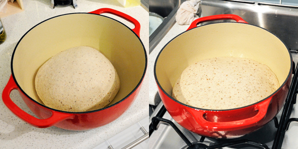 The dough is shaped into a boule (left image) and placed into the fridge. After 24 hours, it has grown in size (right image).