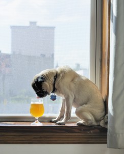 The original brewdog Zeus pondering the sessionabilty of my beer.