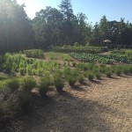 Small-scale Agriculture at Sierra Nevada