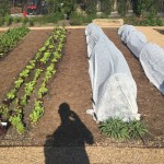 Small-scale Agriculture at Sierra Nevada